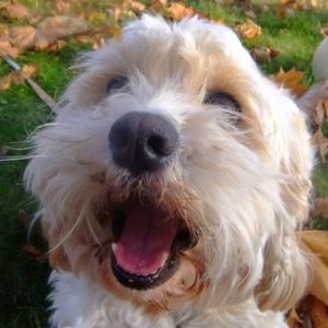 Meet your Posher, Frances